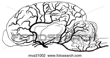 Arteries of brain, canine View Large Illustration Drawing - Arteries of brain, canine. Fotosearch