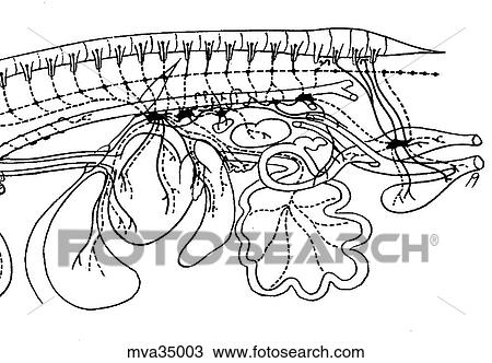 Autonomic nerves, canine View Large Illustration Drawing - Autonomic nerves, canine. Fotosearch