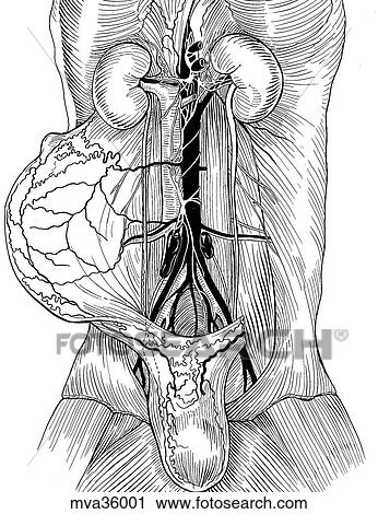 Clip Art - Autonomic nerves of the abdomen, canine. Fotosearch