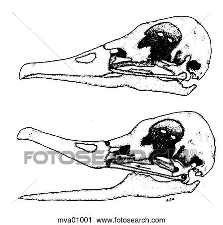 Avian kinetic jaw mechanism View Large Illustration Clip Art - Avian kinetic jaw mechanism. Fotosearch