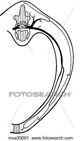 Clip Art - Body, cross-section at vertebrae 6, canine. Fotosearch