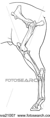 Bones of pelvic limb, equine View Large Illustration Stock Illustration - Bones of pelvic limb, equine. Fotosearch