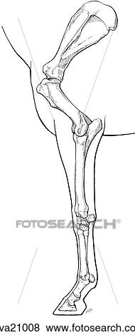 Stock Illustration - Bones of the thoracic limb, equine. Fotosearch