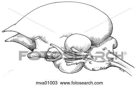 Brain and cranial nerves, bird View Large Illustration Drawing - Brain and cranial nerves, bird. Fotosearch