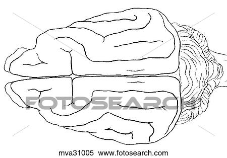 Brain, canine View Large Illustration Stock Illustration - Brain, canine. Fotosearch