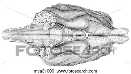 Stock Illustration - Brain, canine. Fotosearch