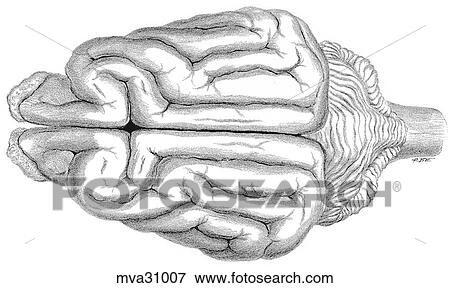 Brain, canine View Large Illustration Stock Illustration - Brain, canine. Fotosearch