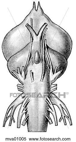 Stock Illustration - Brain, domestic fowl. Fotosearch