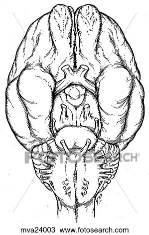 Brain, feline View Large Illustration Drawing - Brain, feline. Fotosearch