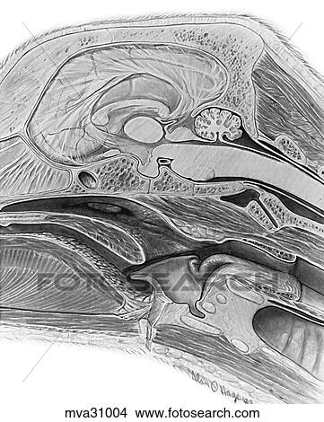 Brain in situ, canine View Large Illustration Stock Illustration - Brain in situ, canine. Fotosearch