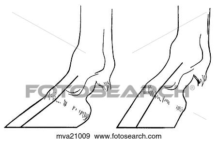 Stock Illustration - Broken foot and pastern axis, equine. Fotosearch