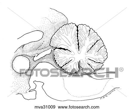 Cerebellum, canine View Large Illustration Stock Illustration - Cerebellum, canine. Fotosearch