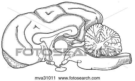 Clip Art - Cerebral hemisphere and cerebellum, canine. Fotosearch