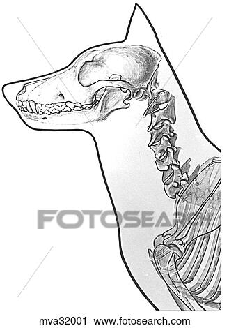 Cervical vertebrae, canine View Large Illustration Clip Art - Cervical vertebrae, canine. Fotosearch