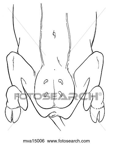 Stock Illustration - Cesarean section, bovine. Fotosearch