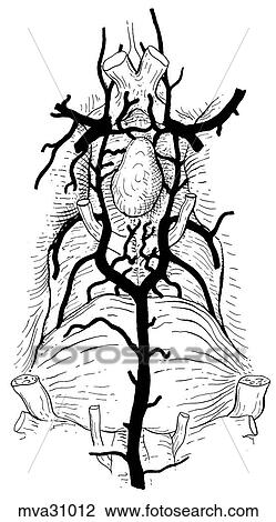 Circle of Willis, canine View Large Illustration Drawing - Circle of Willis, canine. Fotosearch