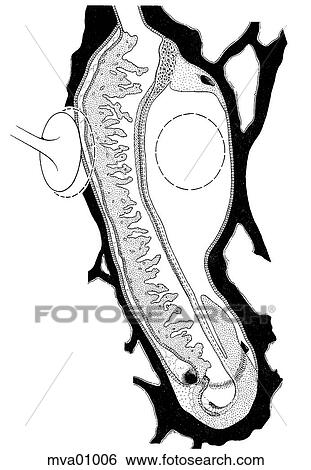 Cochlea, bird View Large Illustration Stock Illustration - Cochlea, bird. Fotosearch