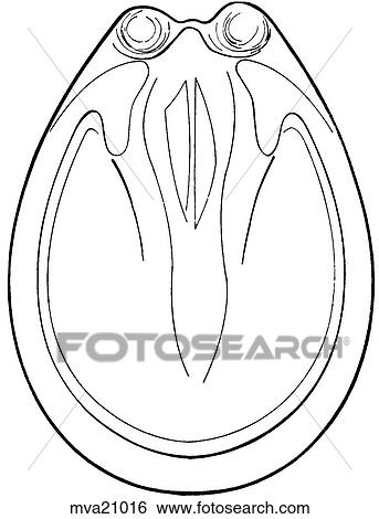 Contracted foot, equine View Large Illustration Stock Illustration - Contracted foot, equine. Fotosearch