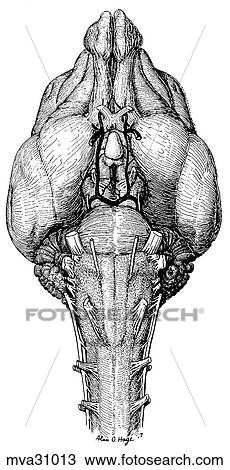 Drawing - Cranial nerves, canine. Fotosearch