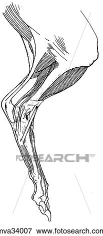 Crus and pes, muscle, canine View Large Illustration Stock Illustration - Crus and pes, muscle, canine. Fotosearch