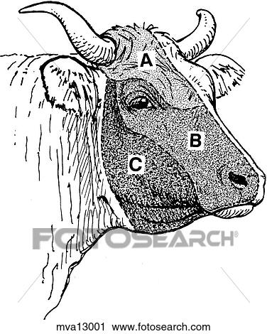 Clip Art - Cutaneous sensory areas of head, bovine. Fotosearch