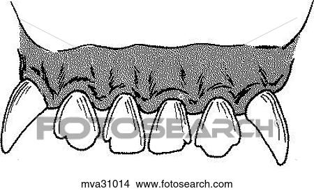 Drawings of Dentition, canine mva31014 - Search Clip Art Illustrations