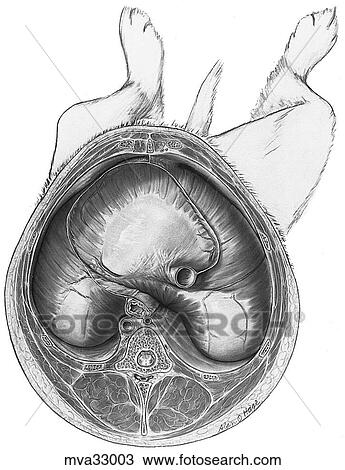 Drawing - Diaphragm, cranial surface. Fotosearch