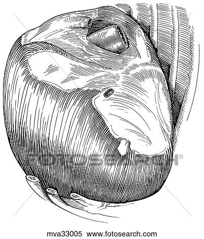 Stock Illustration - Diaphragm, thoracic surface, canine. Fotosearch