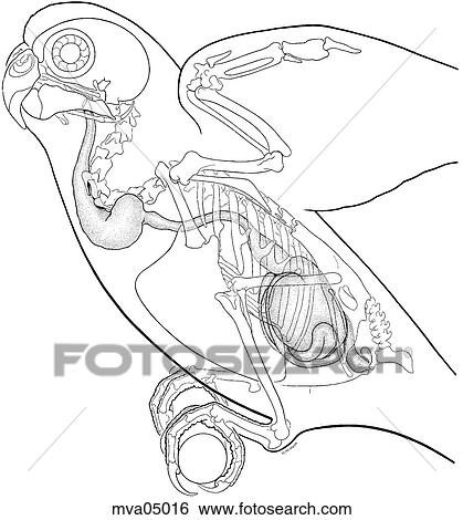 Digestive tract, bird View Large Illustration Stock Illustration - Digestive tract, bird. Fotosearch