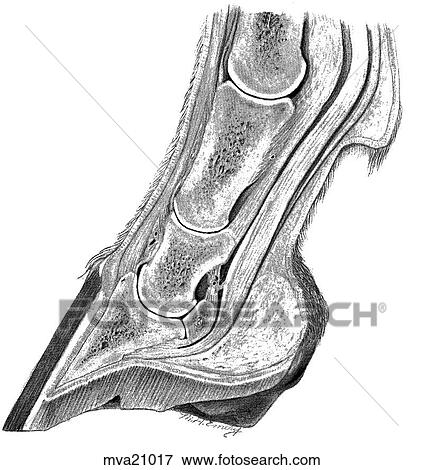 Stock Illustration - Digit, equine. Fotosearch