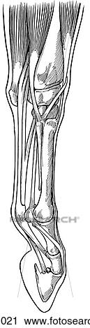 Distal interphalangeal (coffin) joint, equine View Large Illustration Clip Art - Distal interphalangeal (coffin) joint, equine. Fotosearch