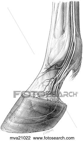 Drawing - Distal metacarpus, fetlock and digit, equine. Fotosearch