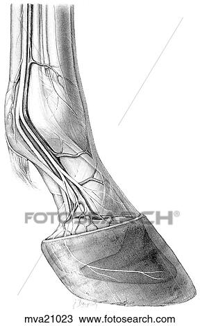 Distal metacarpus, fetlock and digit, equine View Large Illustration Drawing - Distal metacarpus, fetlock and digit, equine. Fotosearch