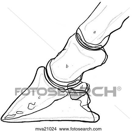 Distal phalanges and navicular bone (foot) View Large Illustration Stock Illustration - Distal phalanges and navicular bone (foot). Fotosearch