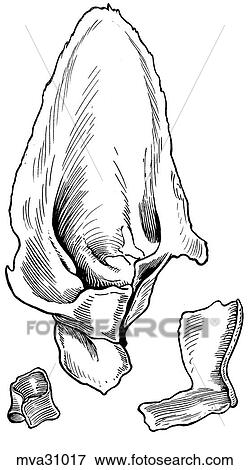 Ear, auricular cartilages, canine View Large Illustration Stock Illustration - Ear, auricular cartilages, canine. Fotosearch