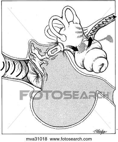 Ear, canine View Large Illustration Stock Illustration - Ear, canine. Fotosearch