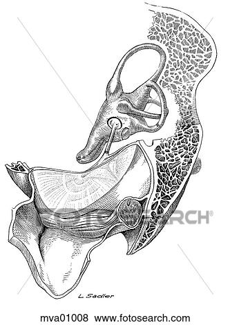 Ear, chicken View Large Illustration Stock Illustration - Ear, chicken. Fotosearch