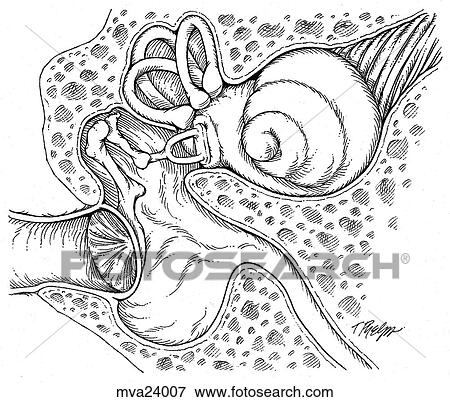 Stock Illustration - Ear, feline. Fotosearch