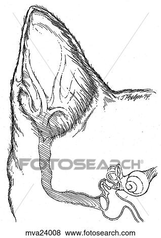 Ear, feline View Large Illustration Stock Illustration - Ear, feline. Fotosearch