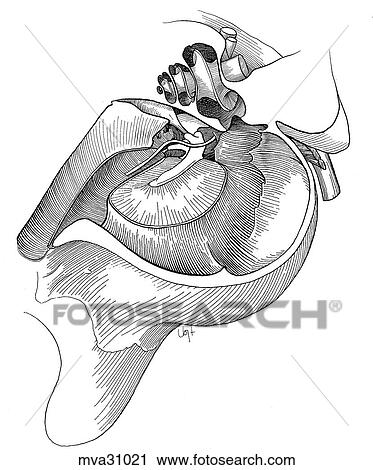Ear, middle, canine View Large Illustration Clip Art - Ear, middle, canine. Fotosearch