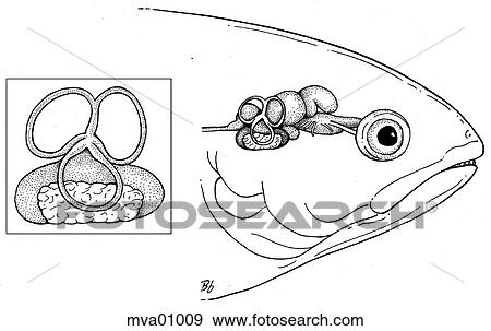 Ear, trout View Large Illustration Stock Illustration - Ear, trout. Fotosearch