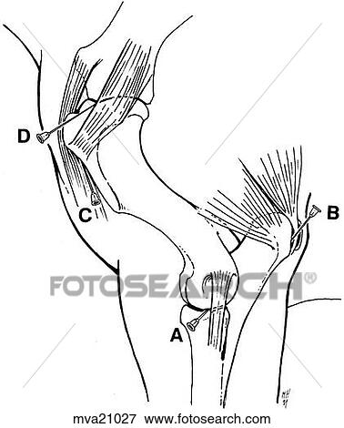 Elbow and shoulder joint, equine View Large Illustration Stock Illustration - Elbow and shoulder joint, equine. Fotosearch