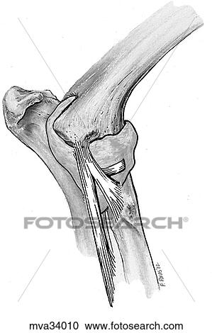 Clipart - Elbow joint, canine. Fotosearch