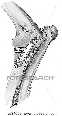 Elbow joint, canine View Large Illustration Stock Illustration - Elbow joint, canine. Fotosearch