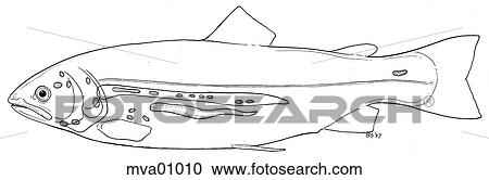Endocrine organs, trout View Large Illustration Clipart - Endocrine organs, trout. Fotosearch
