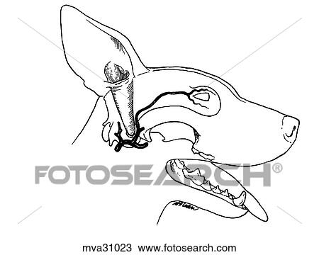 External carotid artery, canine View Large Illustration Drawing - External carotid artery, canine. Fotosearch