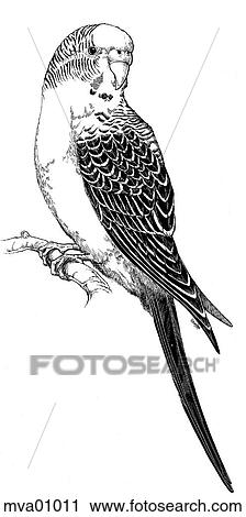 Clip Art - External features, Melopsittacus undulatus. Fotosearch