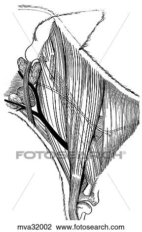 Drawing - External jugular vein, canine. Fotosearch