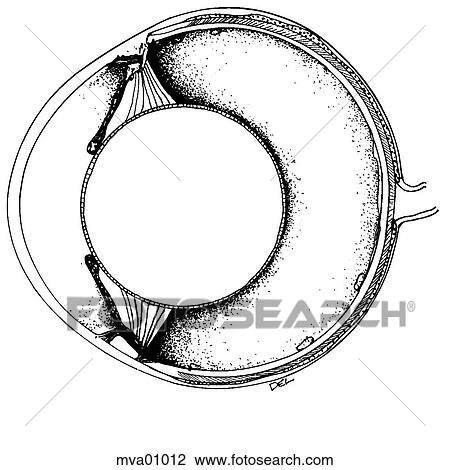 Eye, amphibian View Large Illustration Drawing - Eye, amphibian. Fotosearch