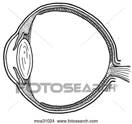 Eye, canine View Large Illustration Stock Illustration - Eye, canine. Fotosearch